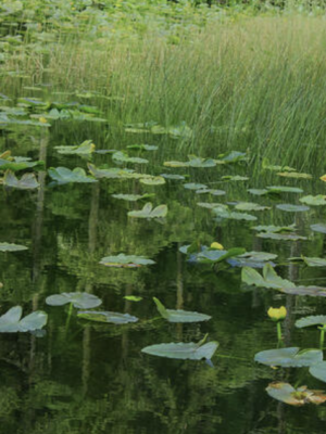 Lily Pads in water