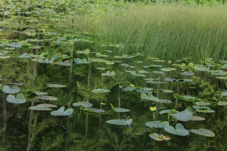 Lily Pads