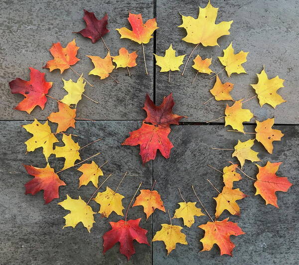 Compass Rose of Maple Leaves