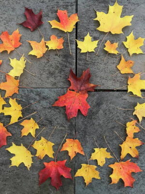 Compass Rose of Maple Leaves
