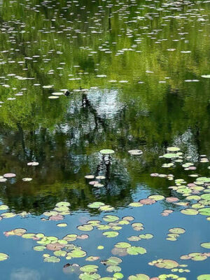 Duarte Pond Martha's Vineyard
