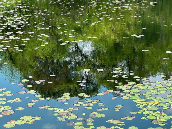 Duarte Pond Martha's Vineyard