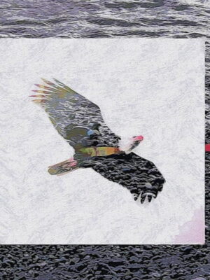 Eagle flying over water
