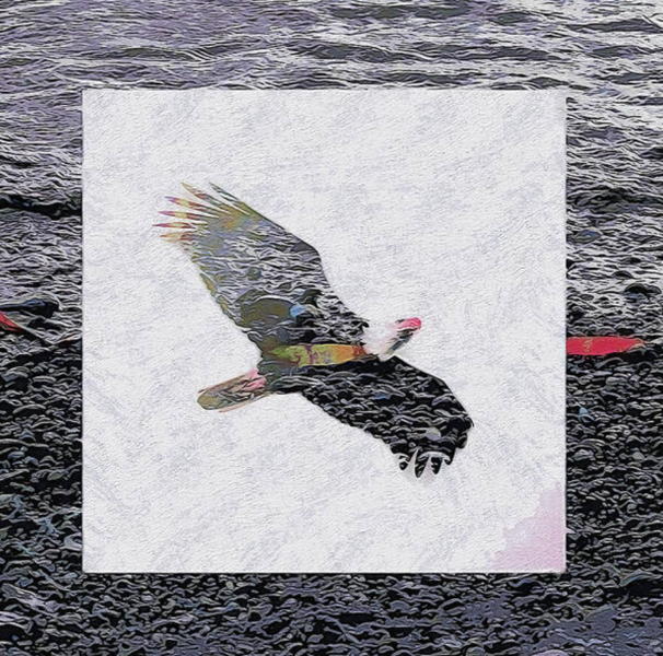 Eagle flying over water