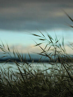 Ebey's Bluff Grasses