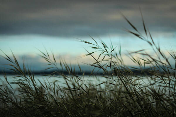 Ebey's Bluff Grasses