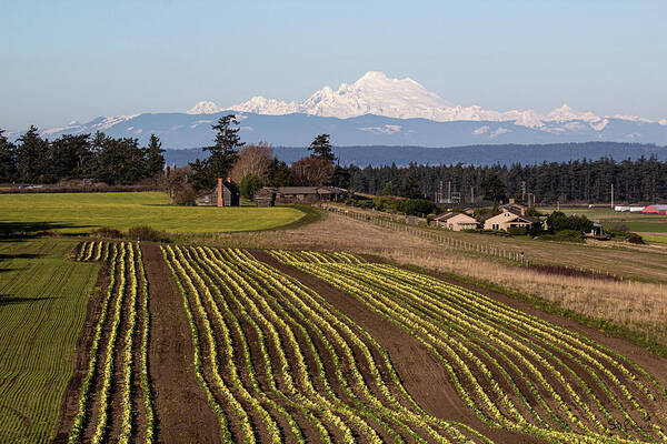 Ebey’s Landing Farming with Mount Baker