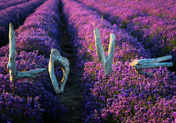 Lavender Love