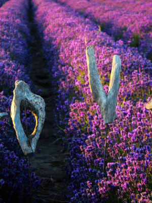 Lavender Love