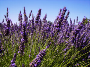 lavender spikes against the sky