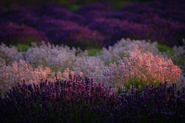 Pink and Purple Lavender