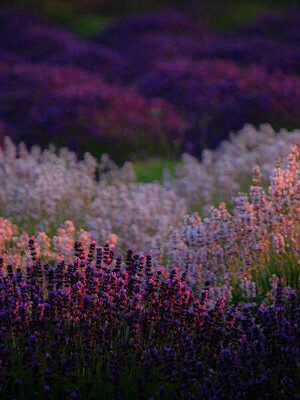 Pink and Purple Lavender