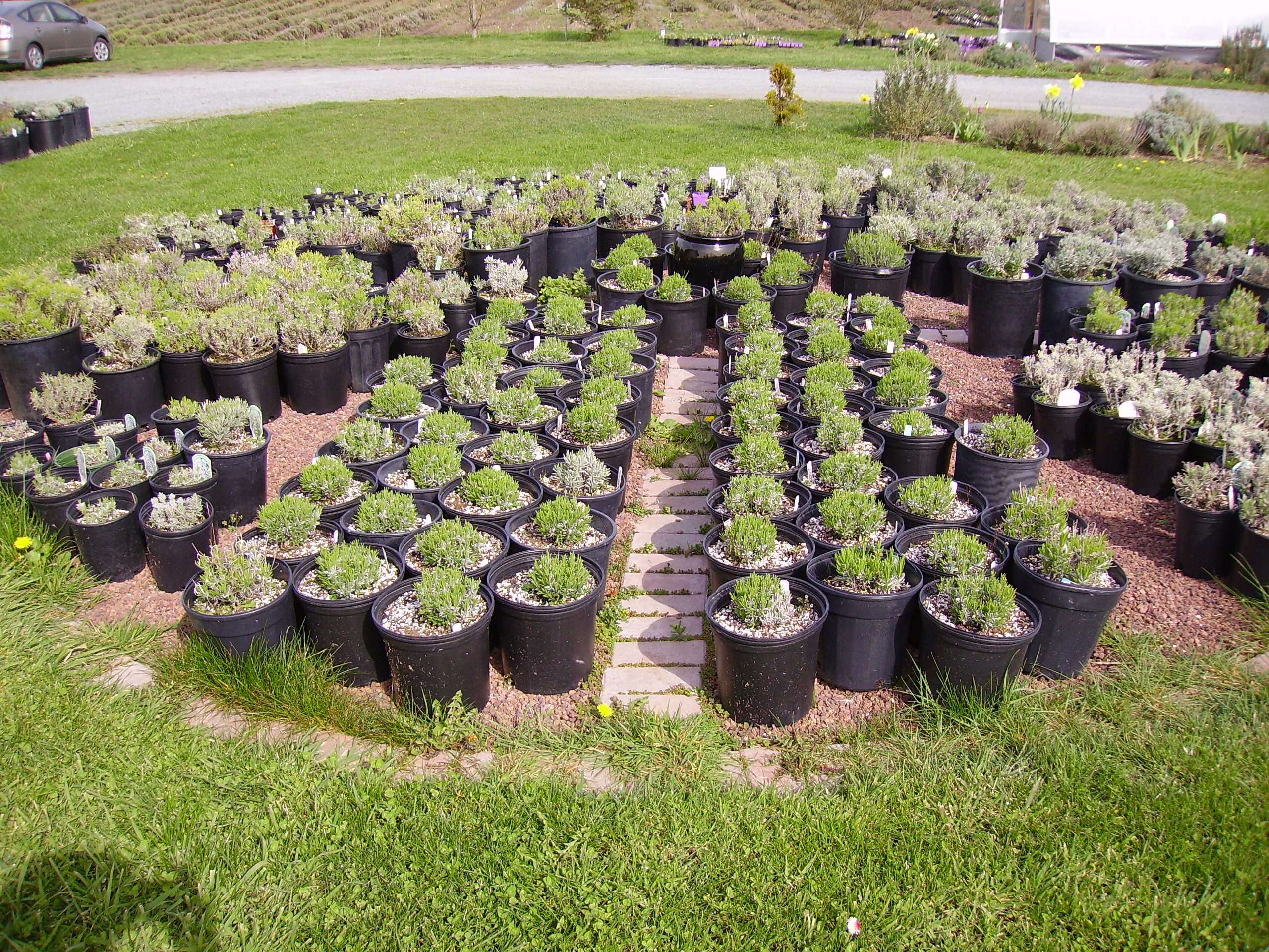 Starting Lavender Plants