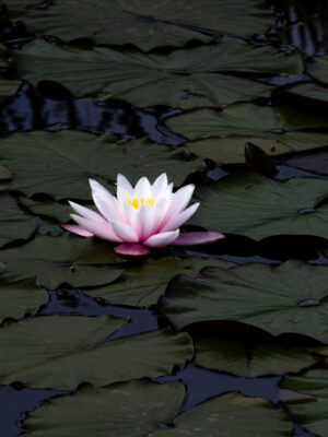 Water Lily and lily pads