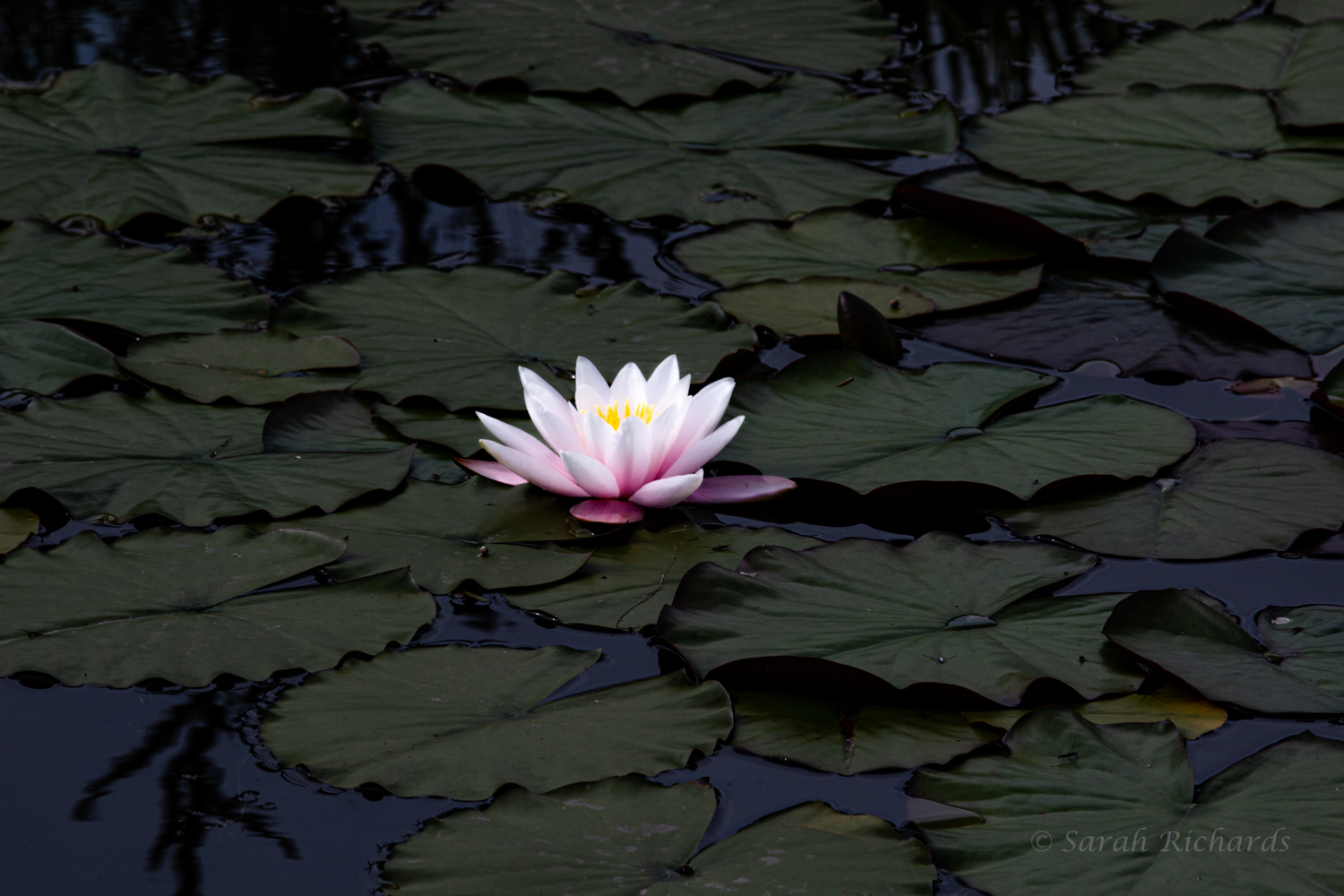 Water Lily and lily pads